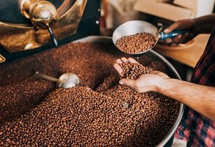 Tailandia busca los mejores granos de café de cosecha propia para concurso